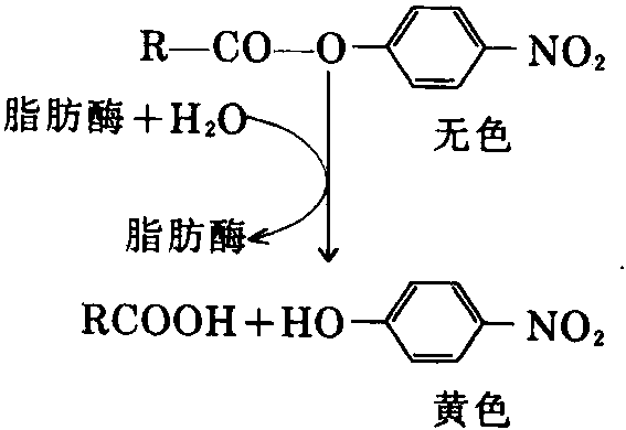 4.9脂肪酶活力的测定